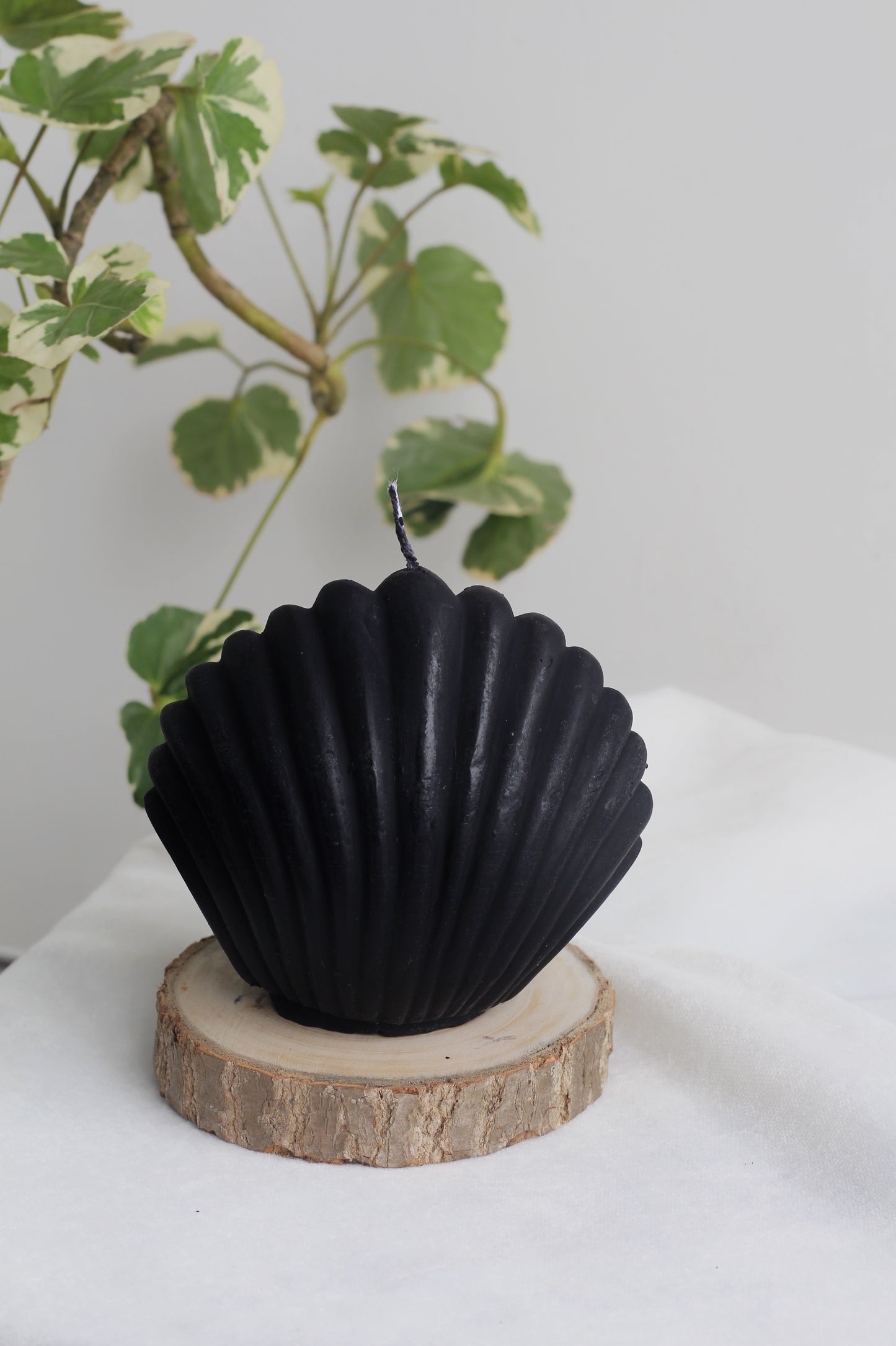Black Shell Soy Candle