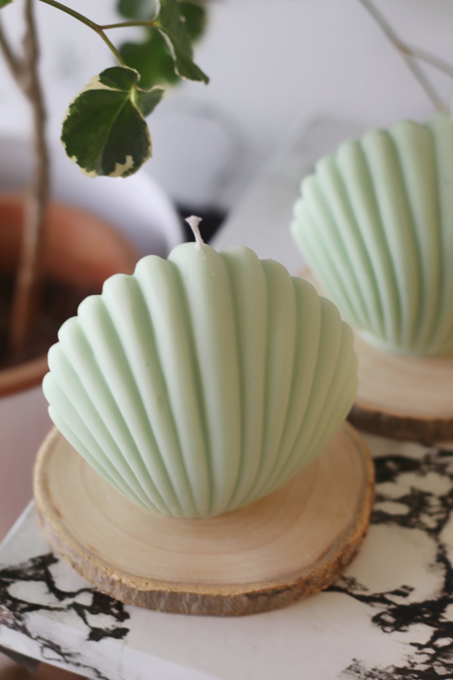 Green Shell Soy Candle